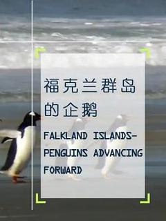 《企鹅之岛：福克兰》
